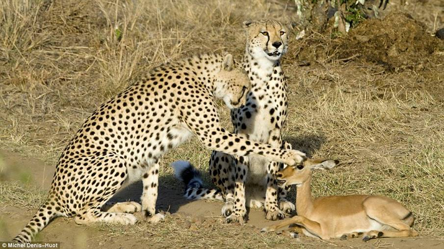 Cheetahs, Impala, Kenya